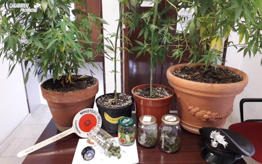 Castelliri – Scoperto dai carabinieri con 4 piante di cannabis, 31enne denunciato Castelliri – Scoperto dai carabinieri con 4 piante di cannabis, 31enne denunciato