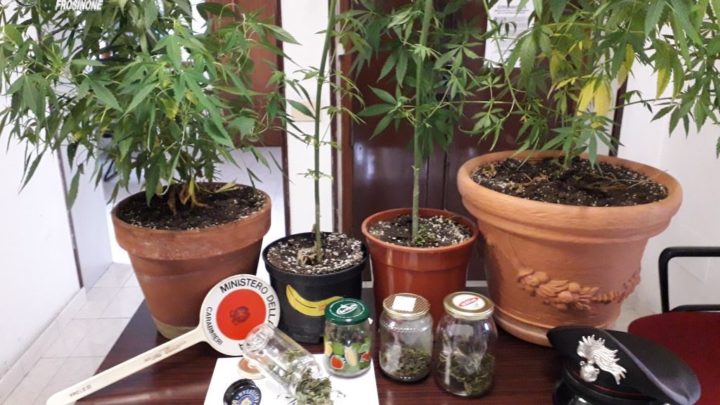 Castelliri – Scoperto dai carabinieri con 4 piante di cannabis, 31enne denunciato