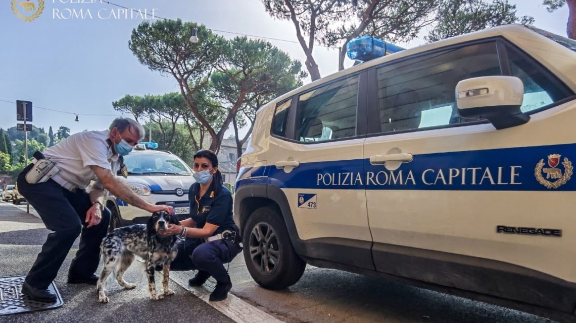 Vagava spaventata sul lungotevere, cagnolina salvata da una pattuglia della Polizia Locale a Roma