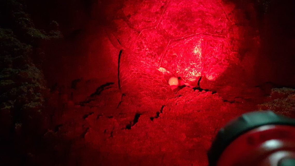 Trovato ad Ostia il primo nido di Caretta Caretta con 103 uova