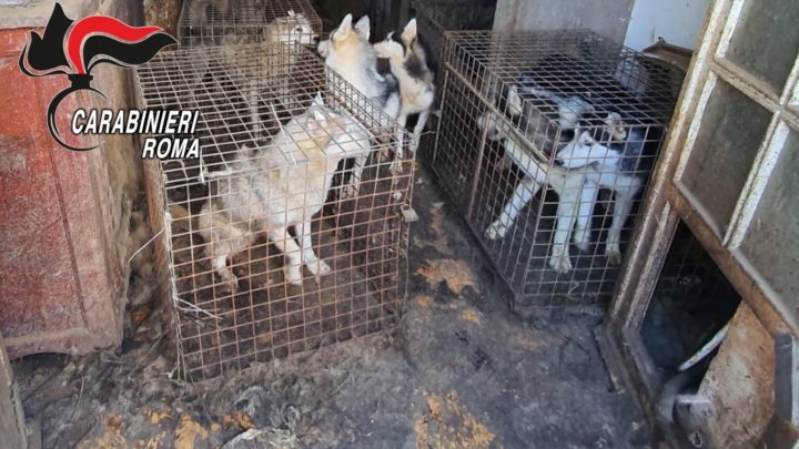Canile lager in una villa a Ponzano Romano, salvati 110 husky chiusi in gabbie