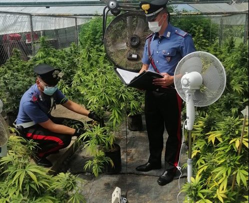 Coltivavano marijuana in serra da destinare allo spaccio, arrestate 3 persone a Pontinia e Sabaudia