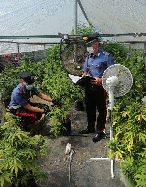 Coltivavano marijuana in serra da destinare allo spaccio, arrestate 3 persone a Pontinia e Sabaudia