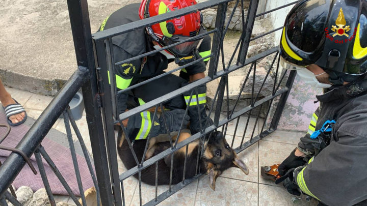 Fornelli – Cucciolo di pastore tedesco incastrato nelle sbarre del cancello liberato dai vigili del fuoco