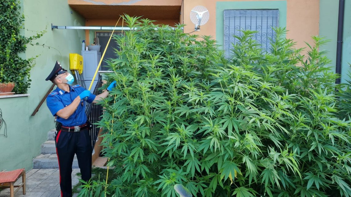 Tra i pomodori spunta rigogliosa piantagione di marijuana, arrestato 42enne a Trevignano Romano