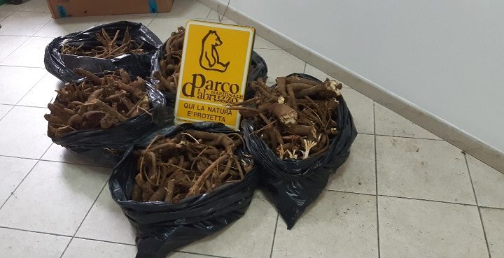 San Biagio Saracinisco – Sequestrati 50 kg di Genziana raccolta illegalmente nel versante laziale del Parco Nazionale d’Abruzzo Lazio e Molise