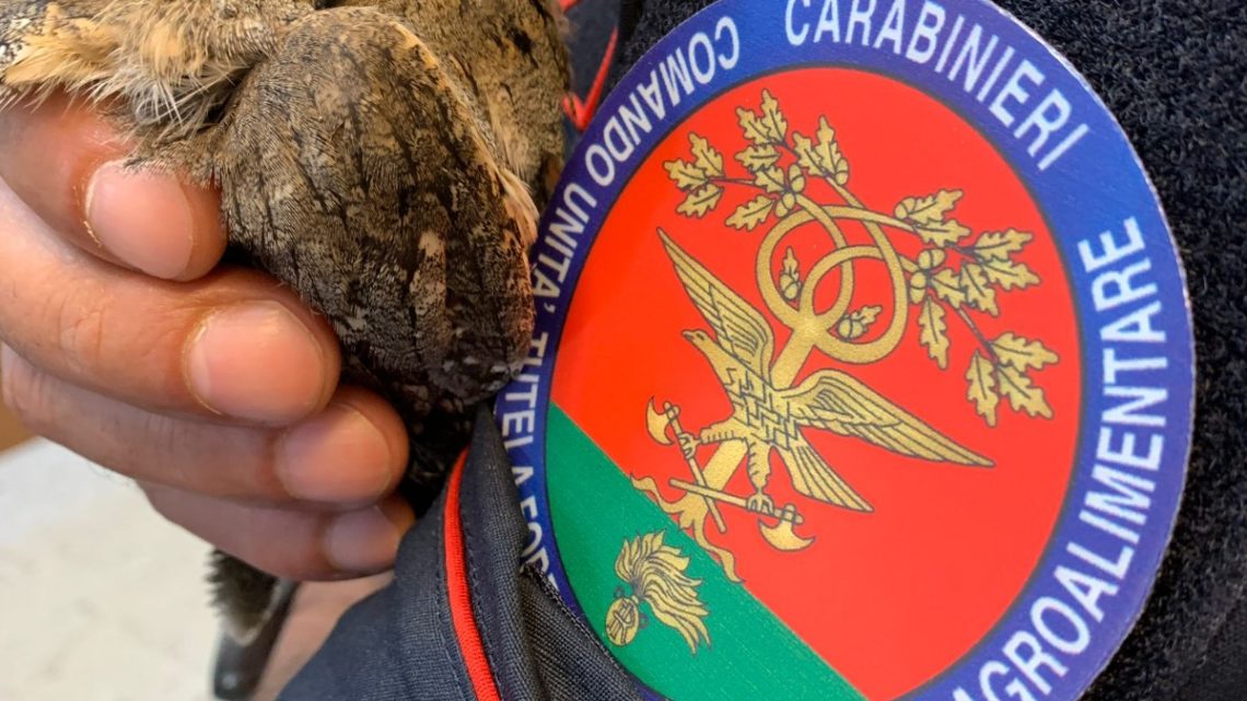 Torrice – giovane esemplare di Assiolo salvato dai carabinieri Forestali