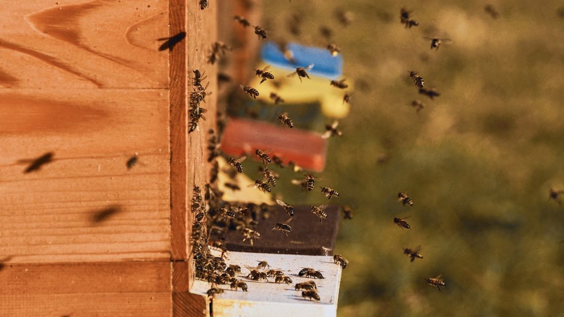 Confagricoltura Frosinone, i cambiamenti climatici stanno mettendo in ginocchio l’apicoltura locale