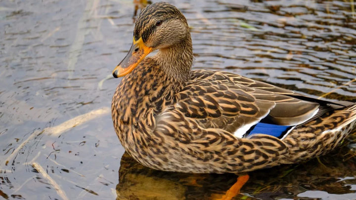 La fondazione “Cassino Cultura” libera anatre, oche e germani reali alla villa comunale