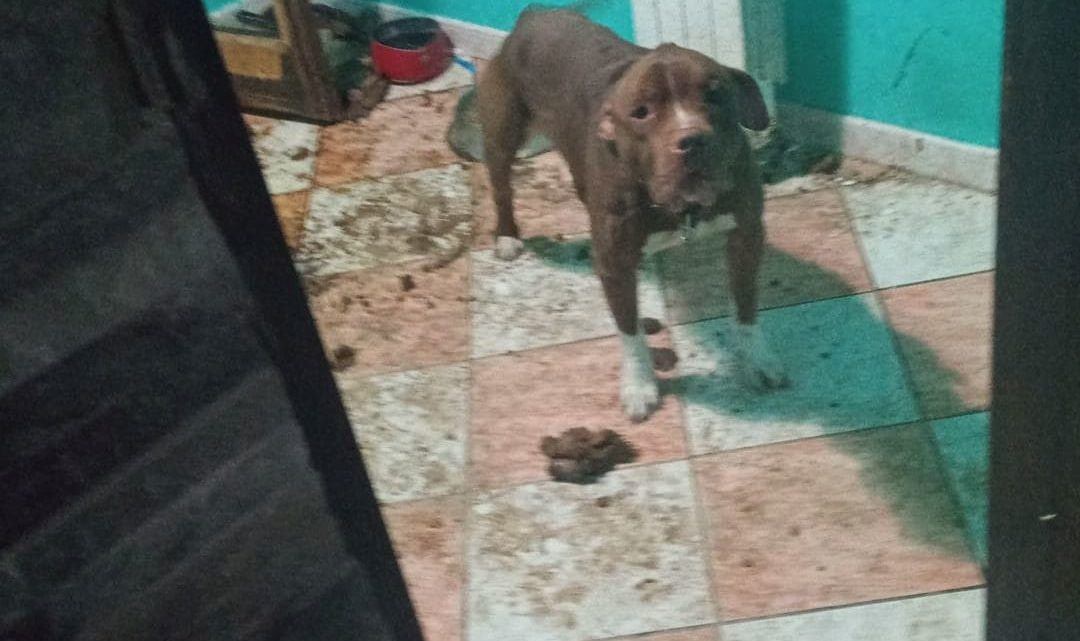 Legato ad un termosifone tra i propri escrementi, cane salvato e proprietario denunciato Legato ad un termosifone tra i propri escrementi, cane salvato e proprietario denunciato