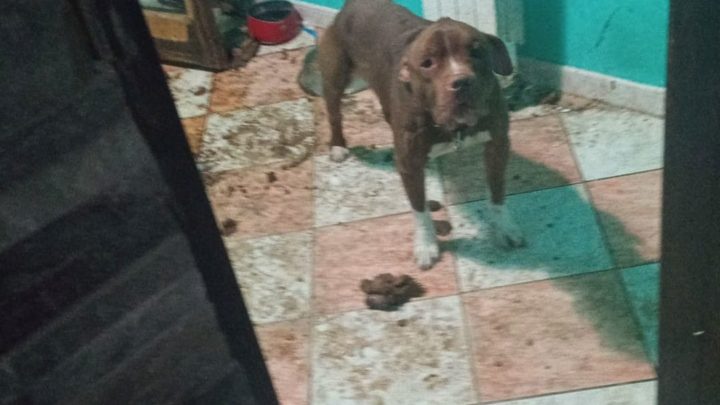 Legato ad un termosifone tra i propri escrementi, cane salvato e proprietario denunciato