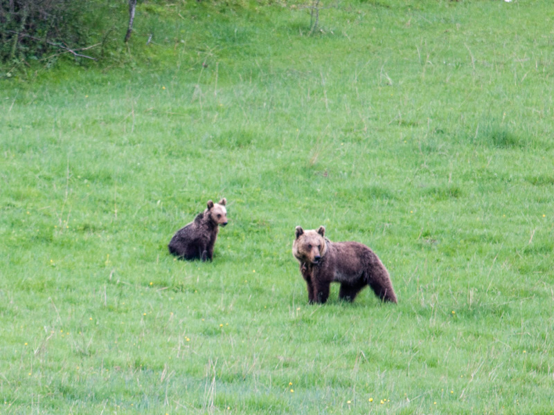 Pizzone – Francobollo celebrativo sull’orso marsicano