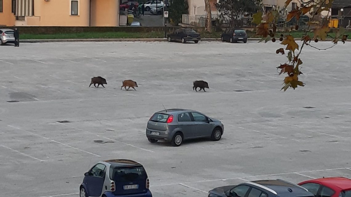 Cinghiali a spasso per Cassino all’ora di ingresso delle scuole