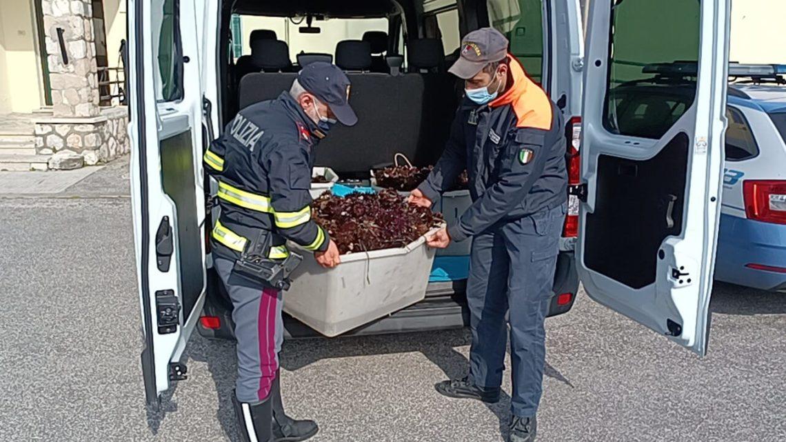 Cassino – La Polizia di Stato sequestra  ricci di mare pescati illegalmente
