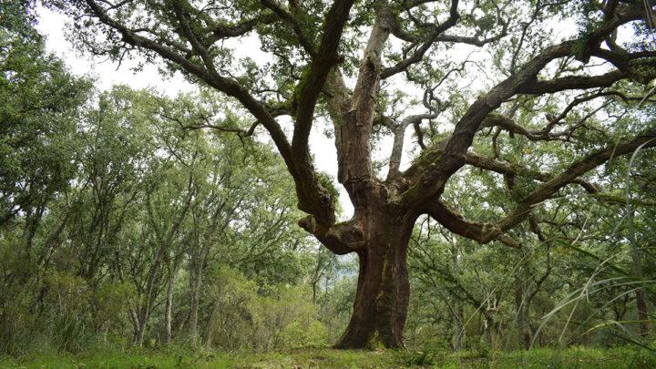 Lunedì 21 marzo 2022 incontro su difesa Sughereta San Vito e giornata internazione delle foreste