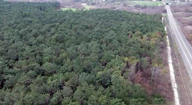 Pubblicata la gara per l’affidamento dei lavori per la riqualificazione del Bosco Vandra