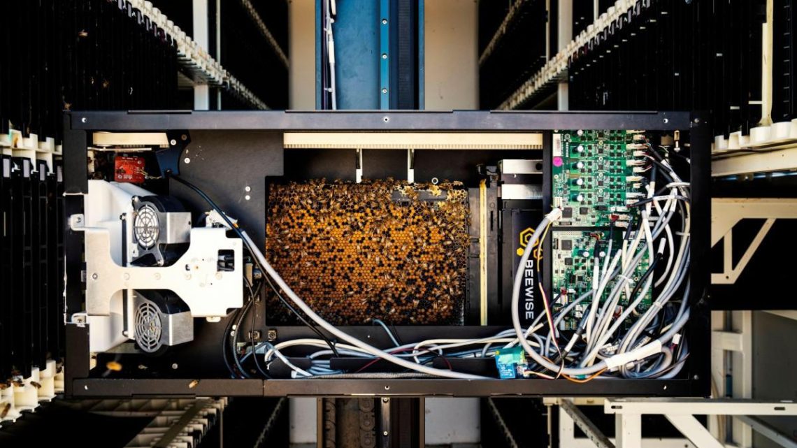 Beehome, l’alveare robotico che accudisce le api, raccontato dal fotografo Guindoni Beehome, l’alveare robotico che accudisce le api, raccontato dal fotografo Guindoni