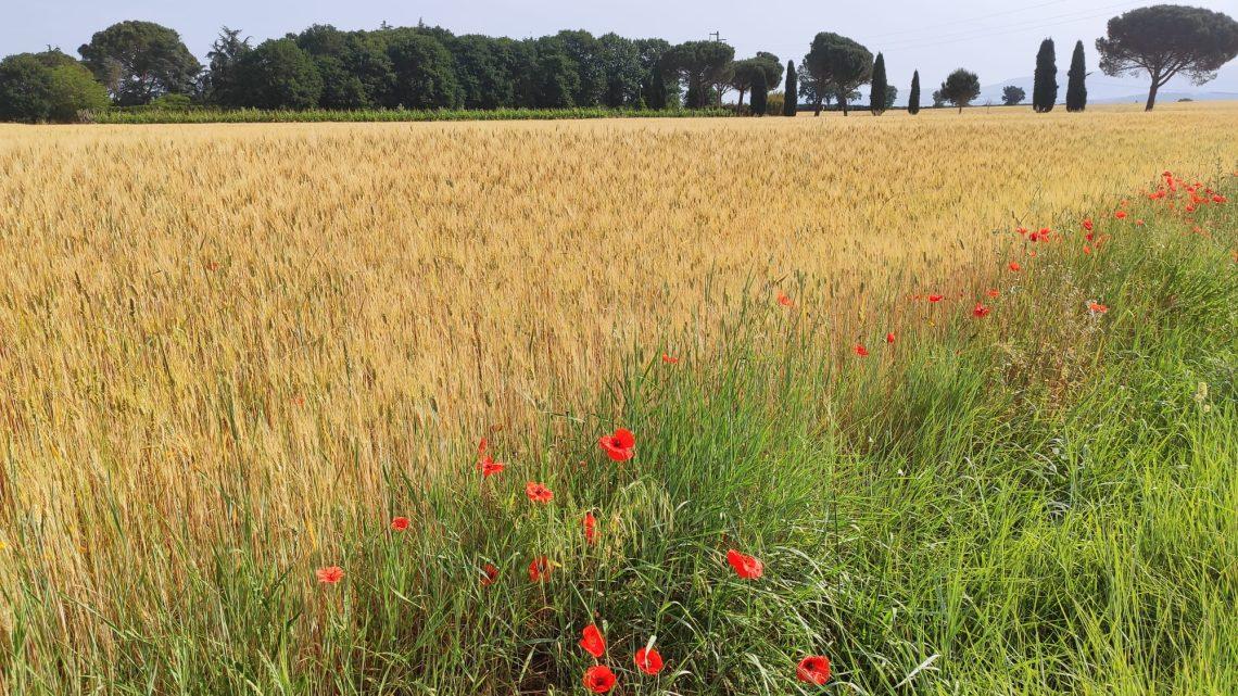 Tra siccità, peste suina e rincari, Perfili (Cia Lazio): serve tavolo regionale per salvare settore agricolo Tra siccità, peste suina e rincari, Perfili (Cia Lazio): serve tavolo regionale per salvare settore agricolo