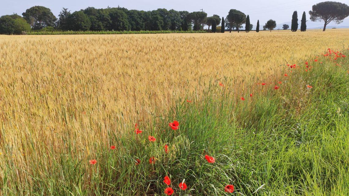 Tra siccità, peste suina e rincari, Perfili (Cia Lazio): serve tavolo regionale per salvare settore agricolo