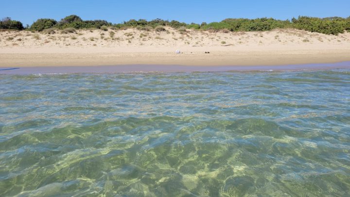 La Caretta Caretta torna a nidificare sul litorale fondano