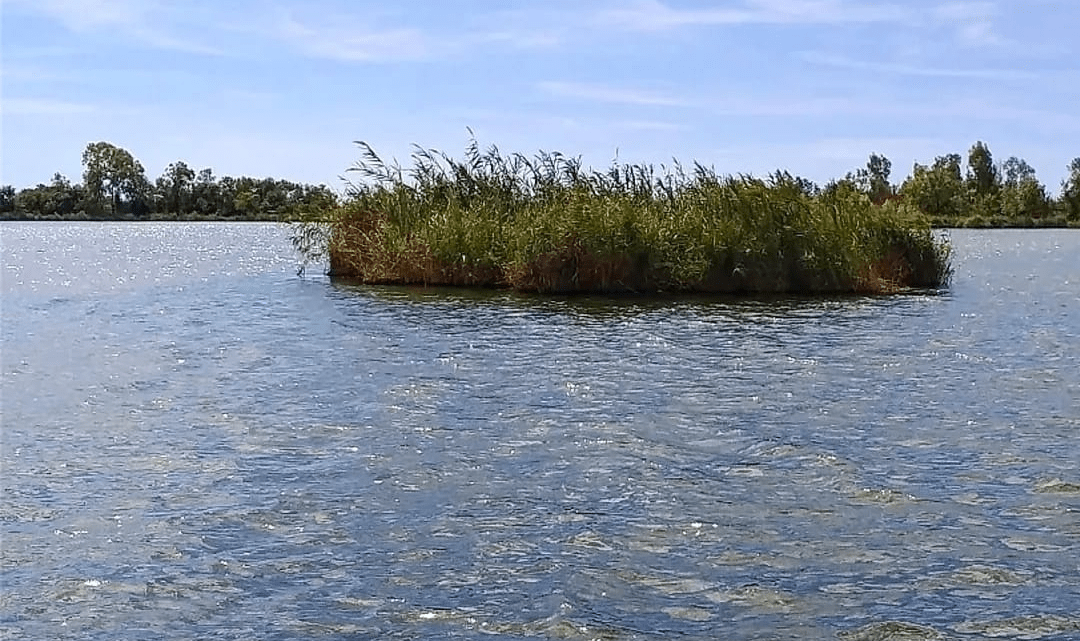 Le ballene, utile fenomeno naturale sul Lago di Fondi