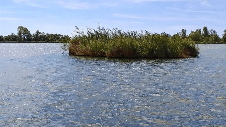Le ballene, utile fenomeno naturale sul Lago di Fondi