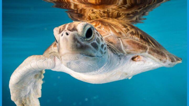 Gli effetti del turismo intensivo sui mari delle Maldive, il reportage di Stefano Guindani