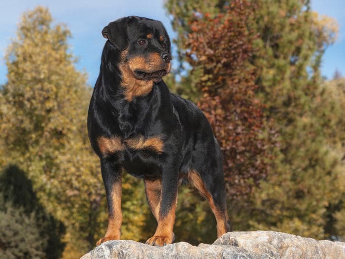 Rottweiler, cosa sai su questa razza? Il vademecum per conoscerlo da vicino Rottweiler, cosa sai su questa razza? Il vademecum per conoscerlo da vicino