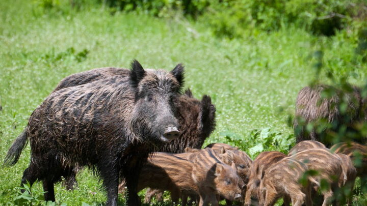 Peste Suina, al via i corsi di coadiutore al controllo numero dei cinghiali al Parco Ausoni