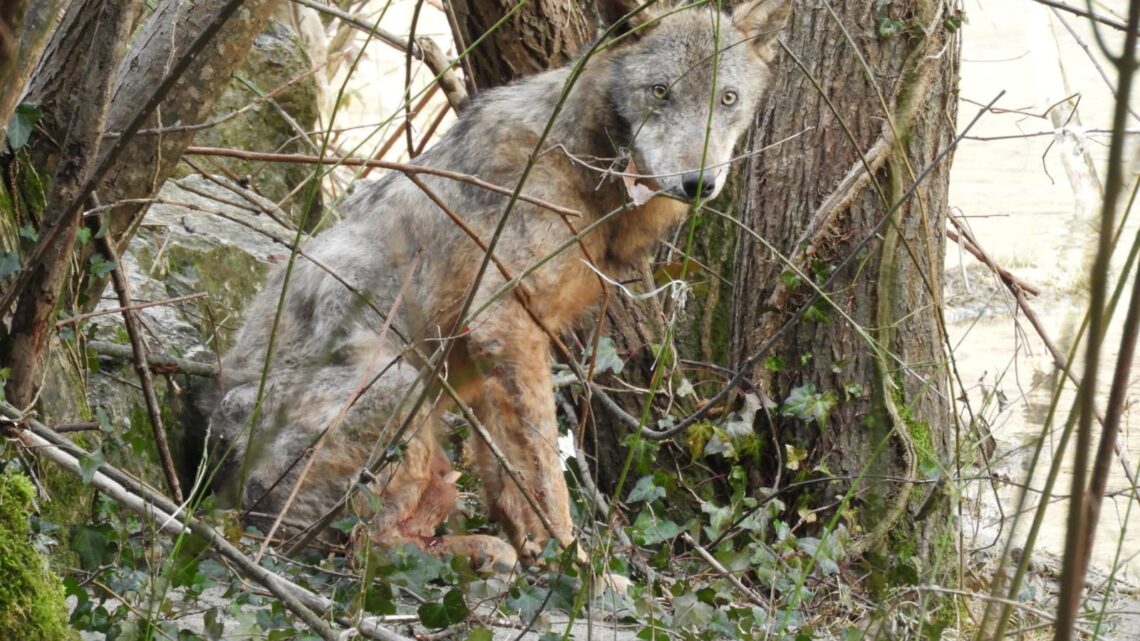 Lupo ferito salvato dall’Anas a Lioni