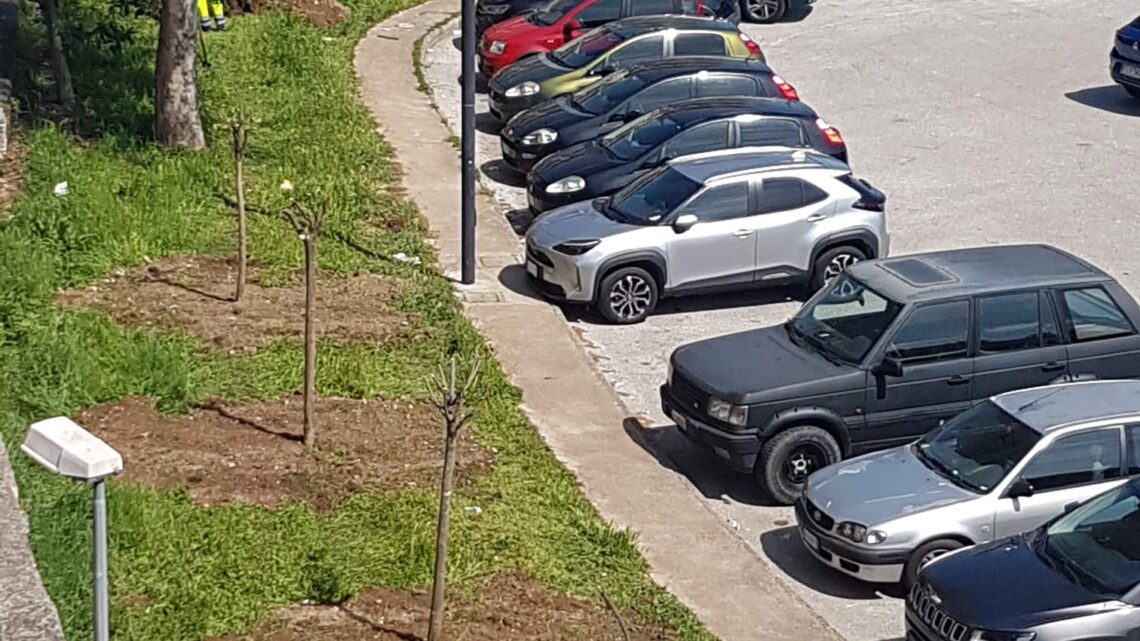 Nel parcheggio di piazza Miranda gli alberi tolti da corso della Repubblica