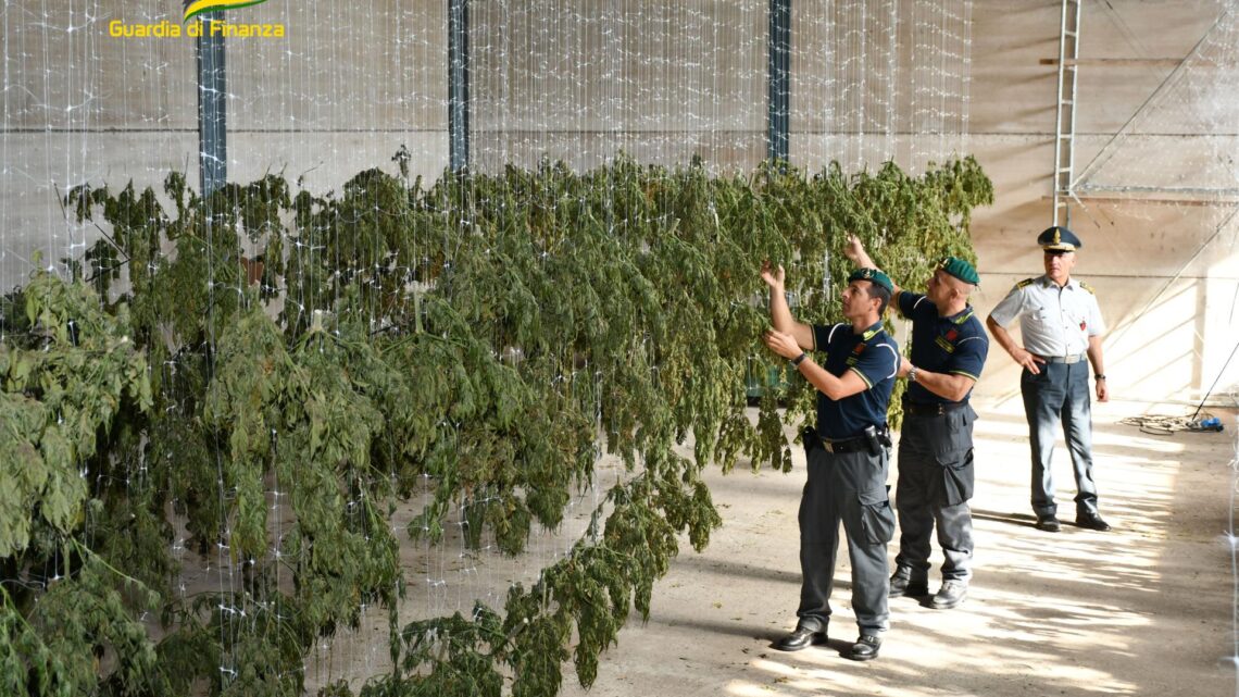 Coltivavano marijuana a Viterbo spacciandola per “light”, condannati due agricoltori