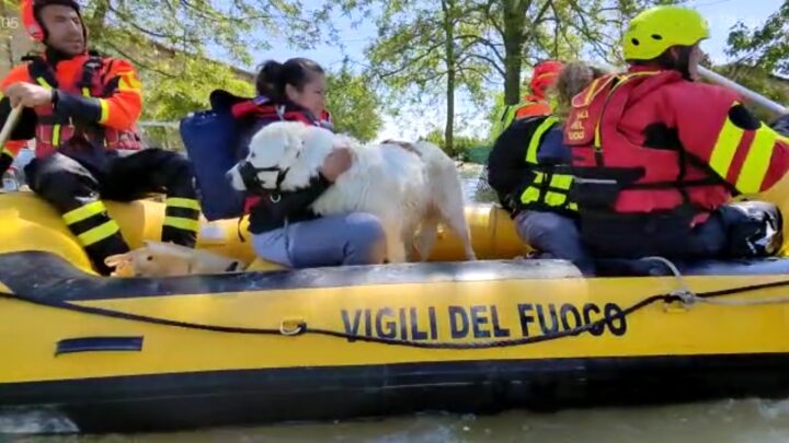 Alluvione in Emilia Romagna, due cani messi in salvo dai Vigili del Fuoco di Rimini – VIDEO