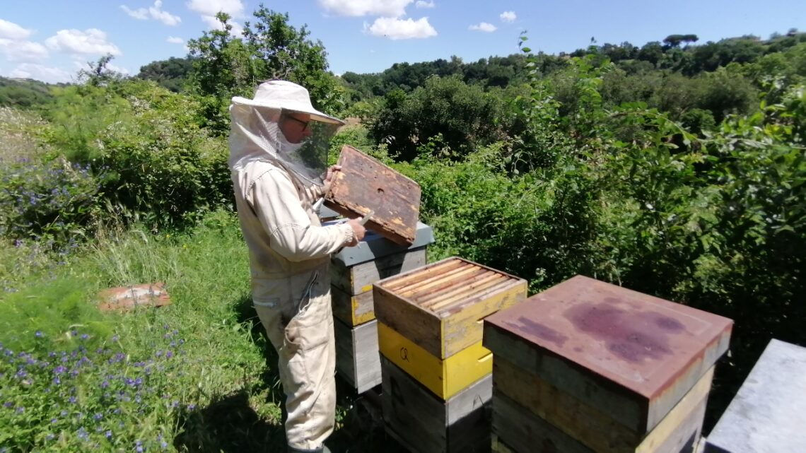 Api laziali in affanno, 40% di miele in meno negli alveari. Si salvano solo le romane