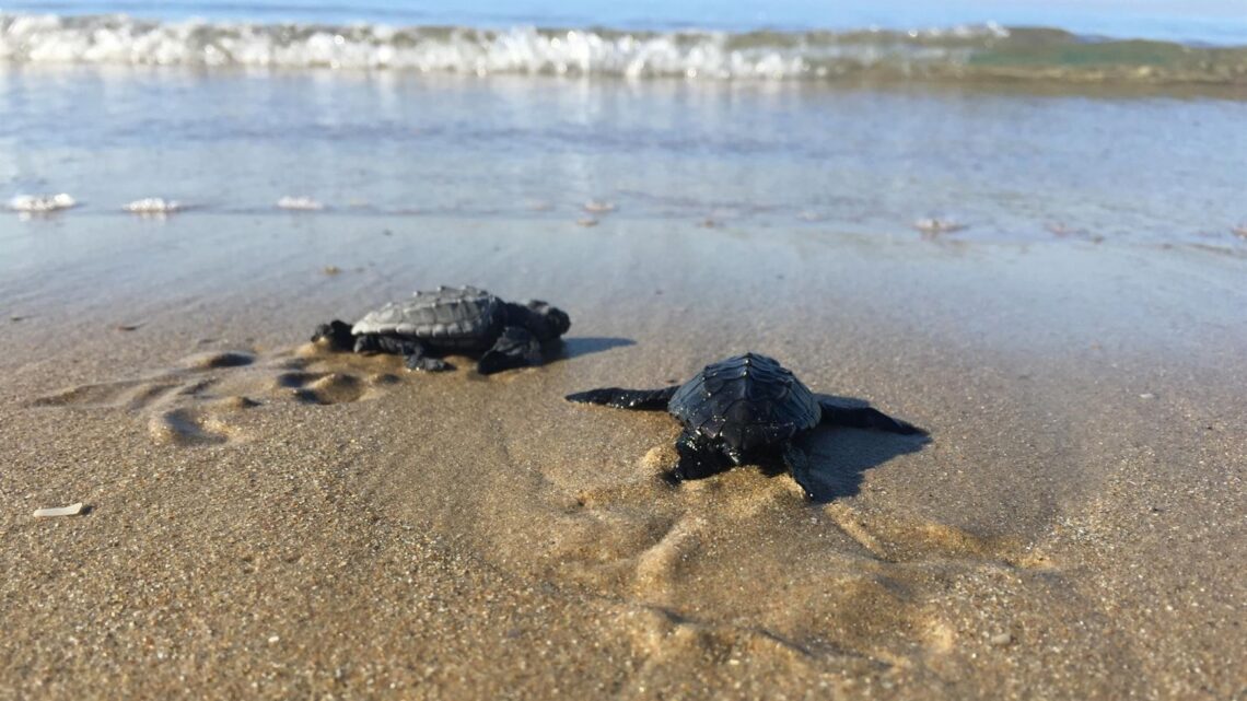 Latina, cinque piccole tartarughe nascono e prendono il mare dalla spiaggia del lungomare