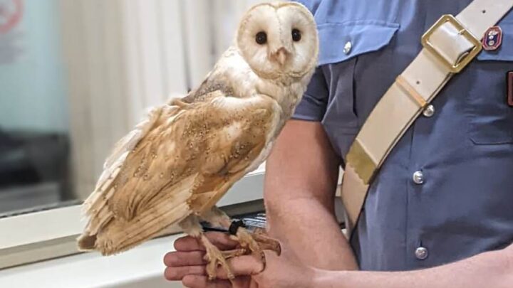 Foto ricordo con il barbagianni a Piazza Navona, denunciate due persone