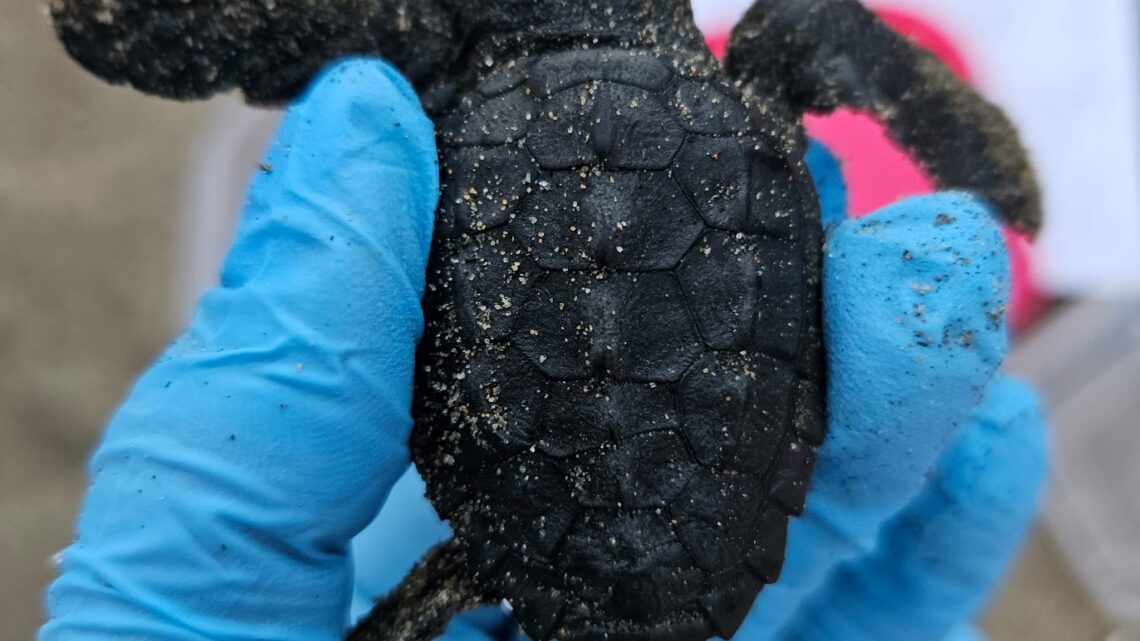 Sul lungomare di Latina sono nate cinque piccole tartarughe: si cerca il nido Sul lungomare di Latina sono nate cinque piccole tartarughe: si cerca il nido