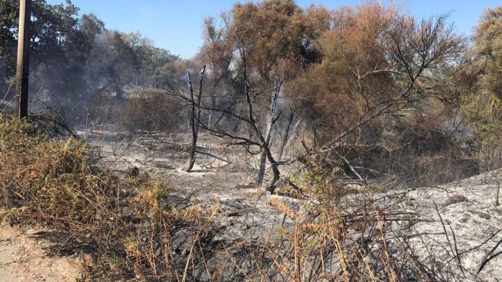 Fiamme sul lungomare, distrutti ettari di verde