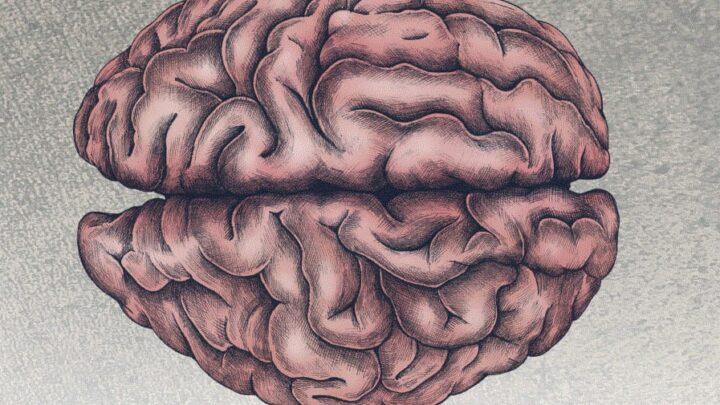 Festival nazionale delle neuroscienze e del cervello sociale dal 2 al 7 ottobre