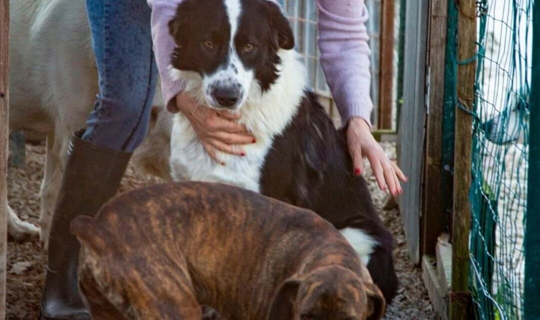 Nuovo ricovero per cani randagi a Cassino, gli animalisti chiedono aiuto