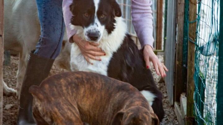 Nuovo ricovero per cani randagi a Cassino, gli animalisti chiedono aiuto
