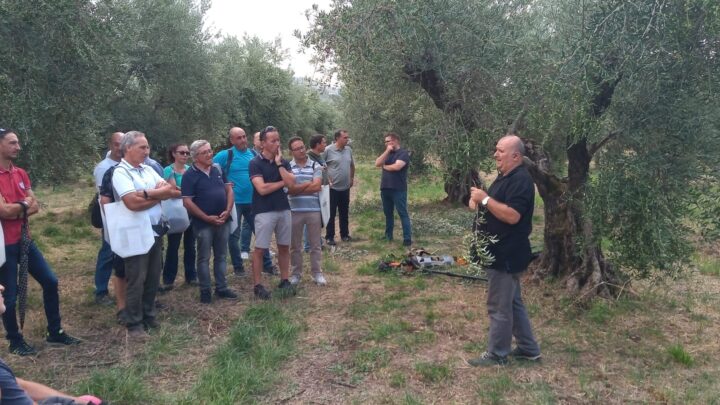 A Sermoneta, via al secondo corso gratuito sulla gestione dell’oliveto