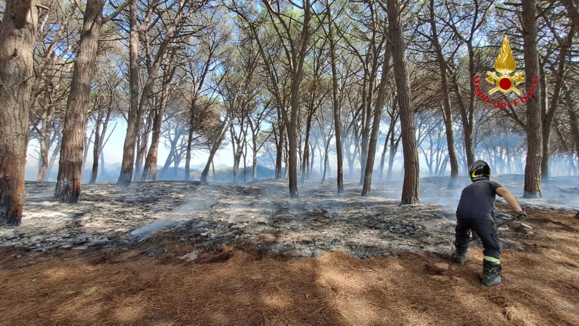 Brucia la pineta di Baia Domizia, incendio domato dai vigili del fuoco