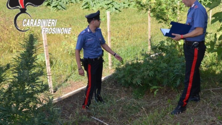 Donna 67enne di Cassino denunciata a Pontecorvo, coltivava marijuana