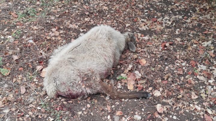 Allarme lupi a Castenuovo Parano, trovate capre e pecore sgozzate