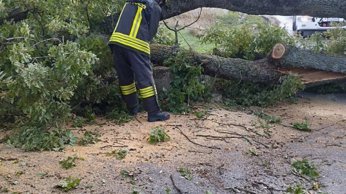 Isernia – Cade albero secolare, circolazione bloccata