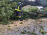 Isernia – Cade albero secolare, circolazione bloccata