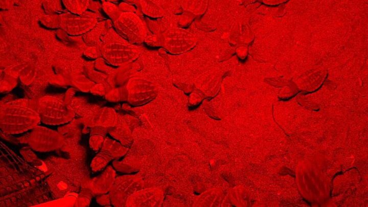 Nascono in anticipo 59 tartarughe sul lungomare di Latina. Attesa per le altre 15