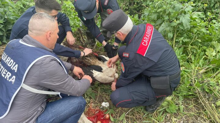 Cicogna bianca in difficoltà recuperata dai Carabinieri Forestali a Cancello e Arnone