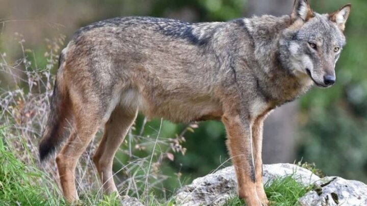 Lupo trovato morto con schiuma alla bocca a Sonnino, si ipotizza l’avvelenamento